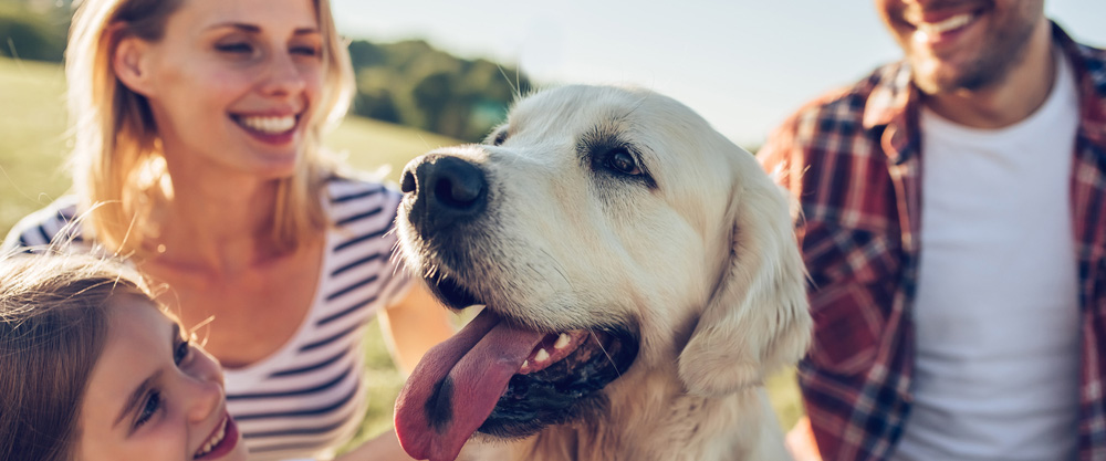 Animais de estimação são nossos melhores amigos